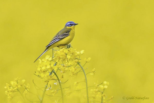 Schafstelze (Motacilla flava) im Rapsfeld (Brassica napus).