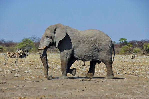 Afrikanischer Elefantenbulle (Loxodonta africana) auf dem Weg zum Wasserloch.