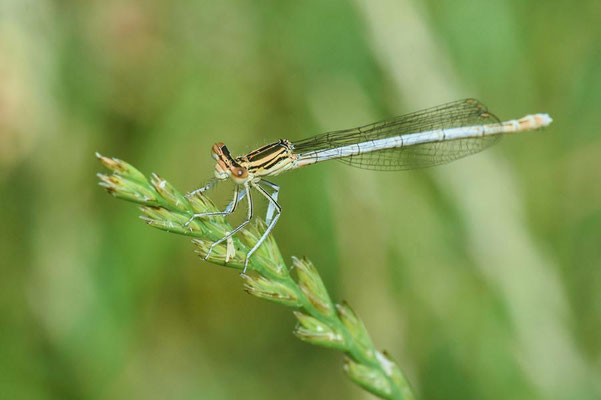 Blaue Federlibelle (Platycnemis pennipes), Weibchen.