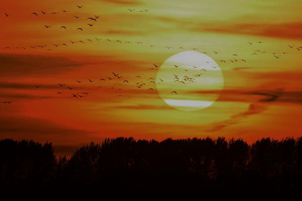 Herbstrast der Kraniche im Rhin- und Havelluch - Sonnenuntergang bei Linum