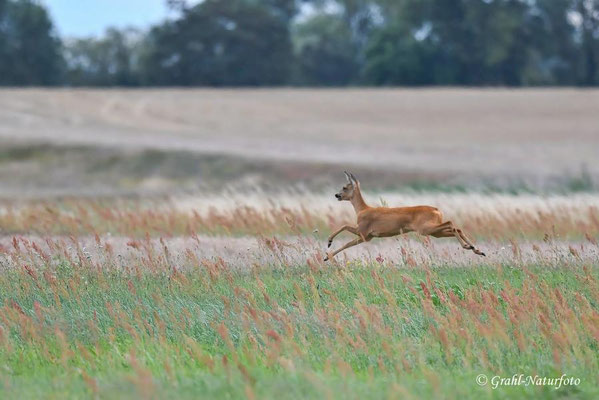 Europäisches Reh (Capreolus capreolus) - Ricke springt ins Feld.
