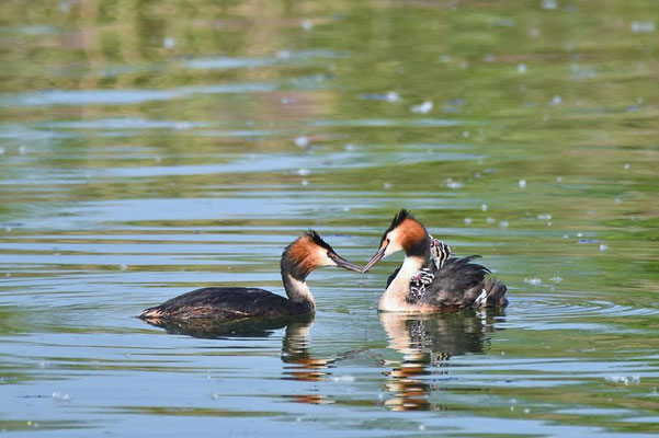 Haubentaucher (Podiceps cristatus) mit Jungen auf dem Geiseltalsee