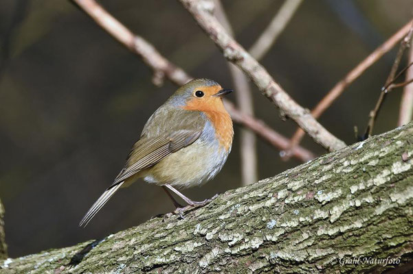 Rotkehlchen (Erithacus rubecula)