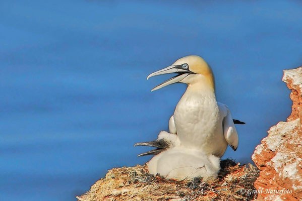 Basstölpel (Morus bassanus) mit Küken auf Helgoland.