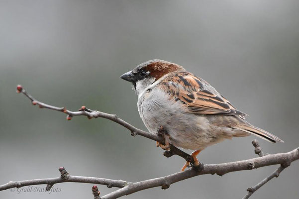Haussperling (Passer domesticus) auch Spatz genannt.