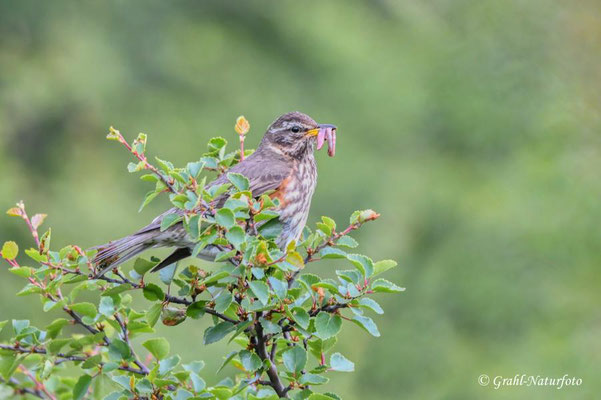 Rotdrossel (Turdus iliacus)