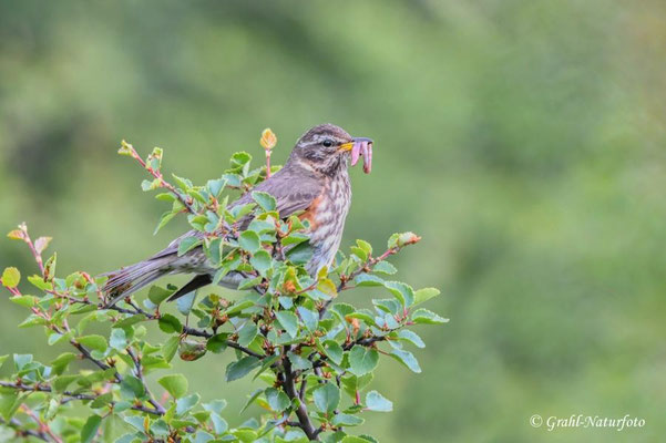 Rotdrossel (Turdus iliacus)