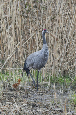 Europäischer Kranich (Grus grus) mit Küken im Linumer Teichland.