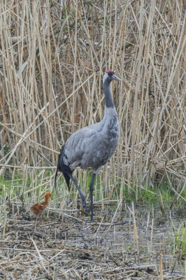 Europäischer Kranich (Grus grus) mit Küken im Linumer Teichland.