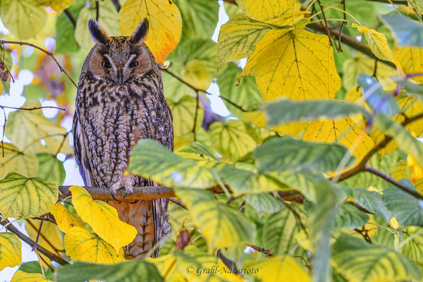 Waldohreule (Asio otus)