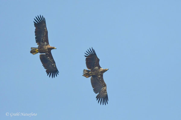 Seeadler (Haliaeetus albicilla) über dem Gülpersee.