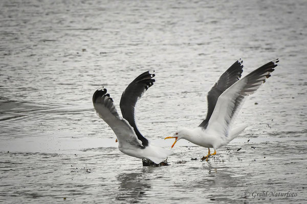 Streit bei den Heringsmöwen (Larus fuscus).