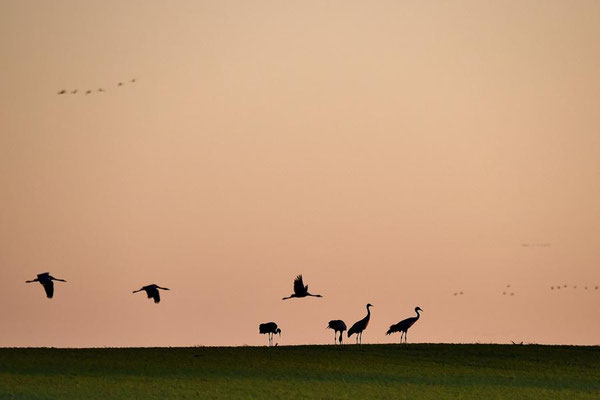 Herbstrast der Kraniche im Rhin- und Havelluch 2017 - Im letzten Sonnenlicht