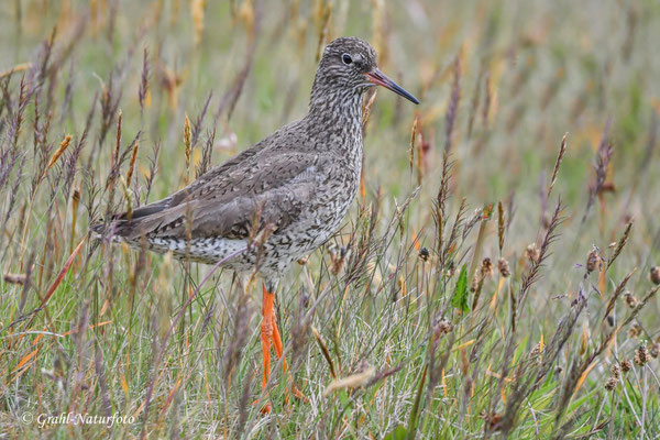 Der Rotschenkel (Tringa totanus) ist eine Vogelart aus der Familie der Schnepfenvögel.