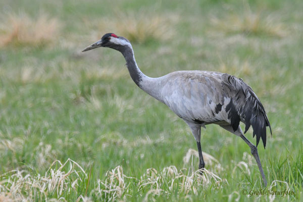 Kranich (Grus grus) NSG Untere Havel Nord.