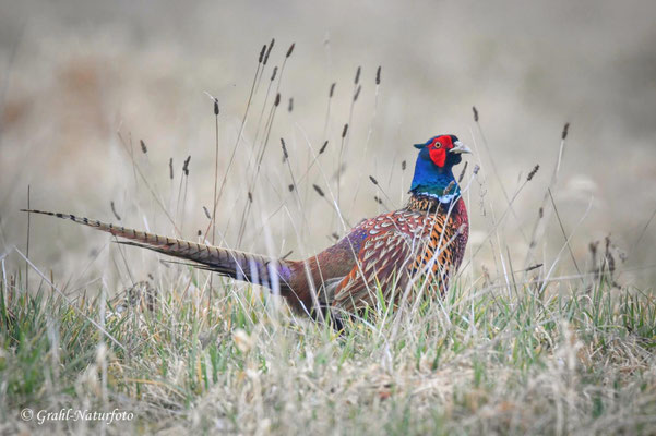 Jagdfasan (Phasianus colchicus) im NSG Untere Havel Nord.