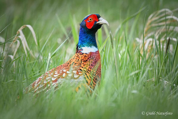 Jagdfasan (Phasianus colchicus) im NSG Untere Havel Nord.