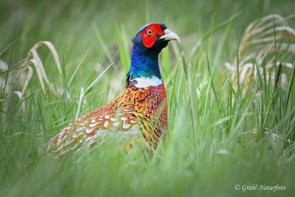 Jagdfasan (Phasianus colchicus) im NSG Untere Havel Nord.