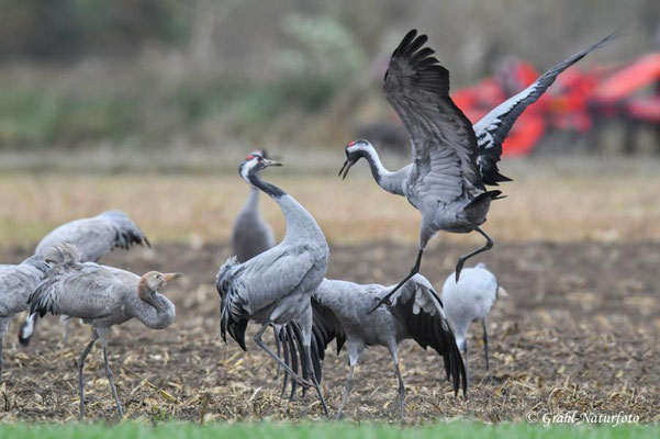 Herbstrast der Kraniche (Grus grus) in Rhin- und Havelluch 2025.