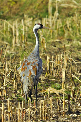 Herbstrast der Kraniche am Günzer See 2011 - Dieser Kranich wurde zur Brutzeit mit Dreck beworfen