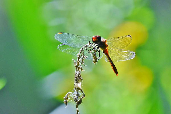 Gemeine Heidelibelle (Sympetrum vulgatum) - männl.