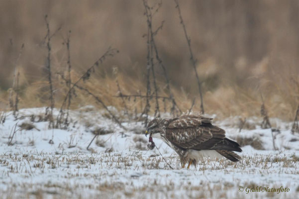 Mäusebussard (Buteo buteo) hat eine Maus erbeutet, NSG Untere Havel Nord.