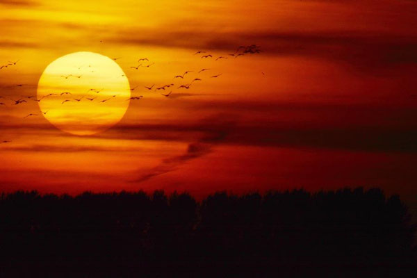 Herbstrast der Kraniche im Rhin- und Havelluch - Sonnenuntergang bei Linum