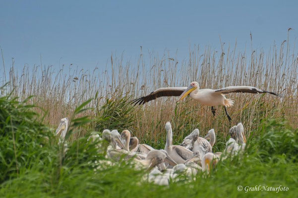 Brutkolonie der Krauskopfpelikane (Pelecanus crispus) dazwischen einige Rosapelikane (Pelecanus onocrotalus) auf einer Insel im Lacul Sinoe.