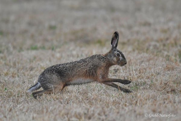 Feldhase (Lepus europaeus) auf den Wiesen von Parey.