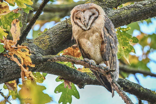 Schleiereule (Tyto alba)