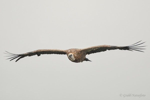 Gänsegeier (Gyps fulvus)