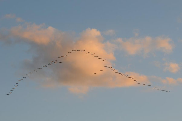 Herbstrast der Kraniche im Rhin- und Havelluch - Abendeinflug bei Linum
