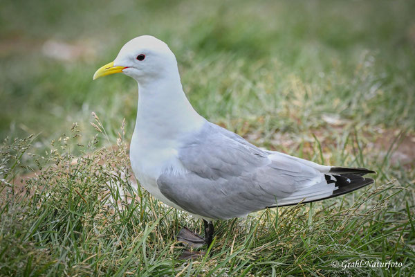 Dreizehenmöwe (Rissa tridactyla) auf dem Vogelfelsen Hafnarhólmi.