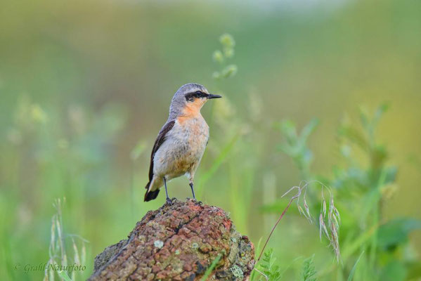 Steinschmätzer (Oenanthe oenanthe) männl.