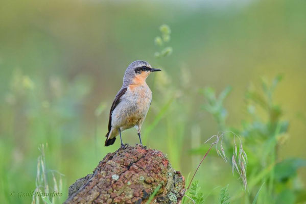 Steinschmätzer (Oenanthe oenanthe) männl.
