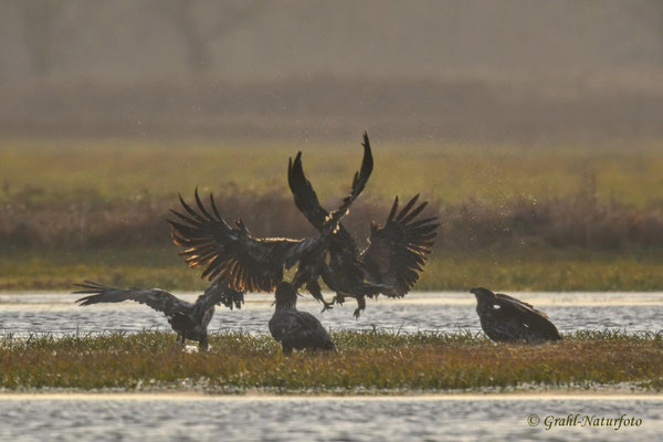 Streit bei den Seeadlern (Haliaeetus albicilla) im NSG Untere Havel Nord.