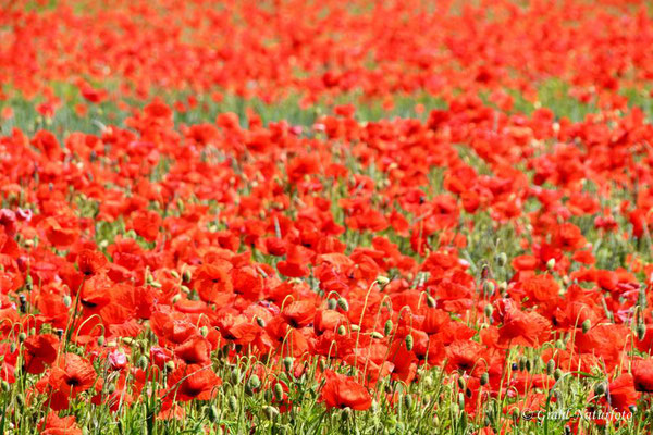 Klatschmohn oder Mohnblumen (Papaver rhoeas) am 03.06.2022 bei Kuhhorst.