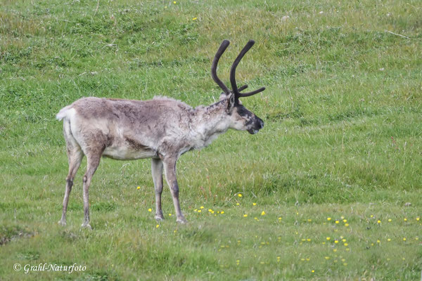 Das Ren, oder Rentier, (Rangifer tarandus) ist eine Säugetierart aus der Familie der Hirsche.