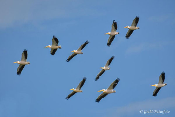 Rosapelikane (Pelecanus onocrotalus) über dem Lacul Golovita.