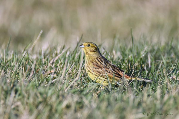 Goldammer (Emberiza citrinella) weibl. Günzer See - Mecklemburg/Vorpommern.