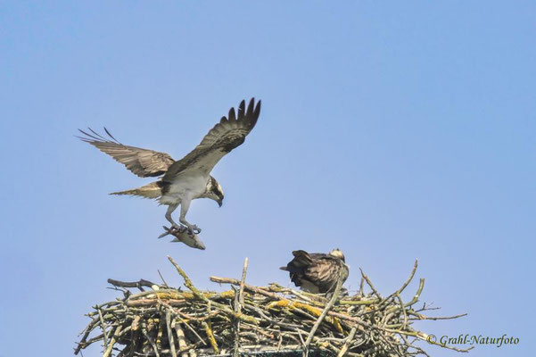 Fischadler (Pandion haliaetus) bringt einen Fisch, NSG Untere Havel Nord.