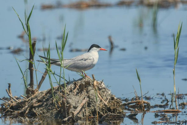 Flußseeschwalbe (Sterna hirundo) bei Vadu.
