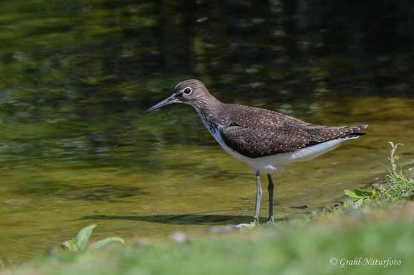 Junger Waldwasserläufer (Tringa ochropus) am Grillteich auf der Helgoländer Düne.