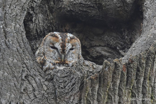 Guck mal wer da guckt. Waldkauz (Strix aluco)