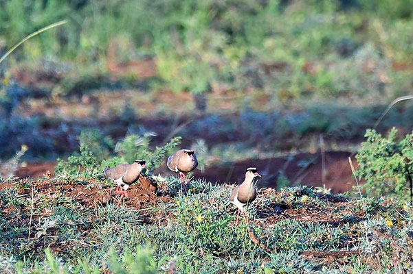 Kronenkiebitz (Vanellus coronatus), auf dem Gelände der Zululand Safari Lodge.