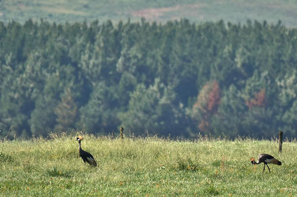 Kronenkraniche (Balearica pavonina) am Eingang zur Gartmore Farm.