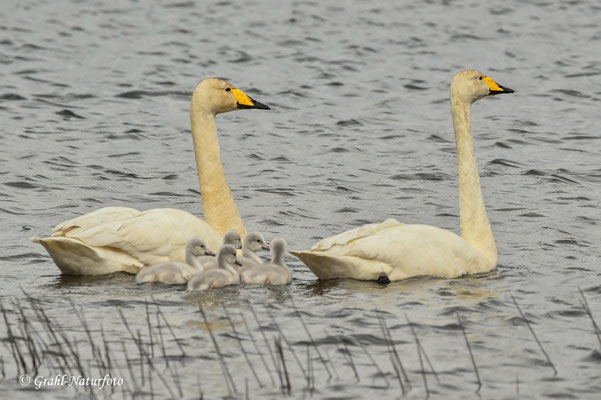 Singschwäne (Cygnus cygnus) brüten in Osteuropa und Sibirien. Aber auch in Skandinavien und auf Island.