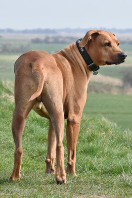 Rhodesian Ridgeback (Canis lupus f. familiaris). Diese Hunde wurden im Südlichen Afrika zur Bewachung der Farmen und zur Jagd auf Löwen und anderes Großwild eingesetzt. 