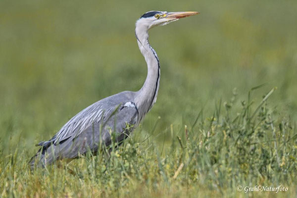 Graureiher (Ardea cinerea) NSG Untere Havel Nord.