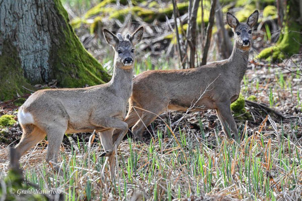 Europäisches Reh (Capreolus capreolus) am Potsdamer Platz in OHV.